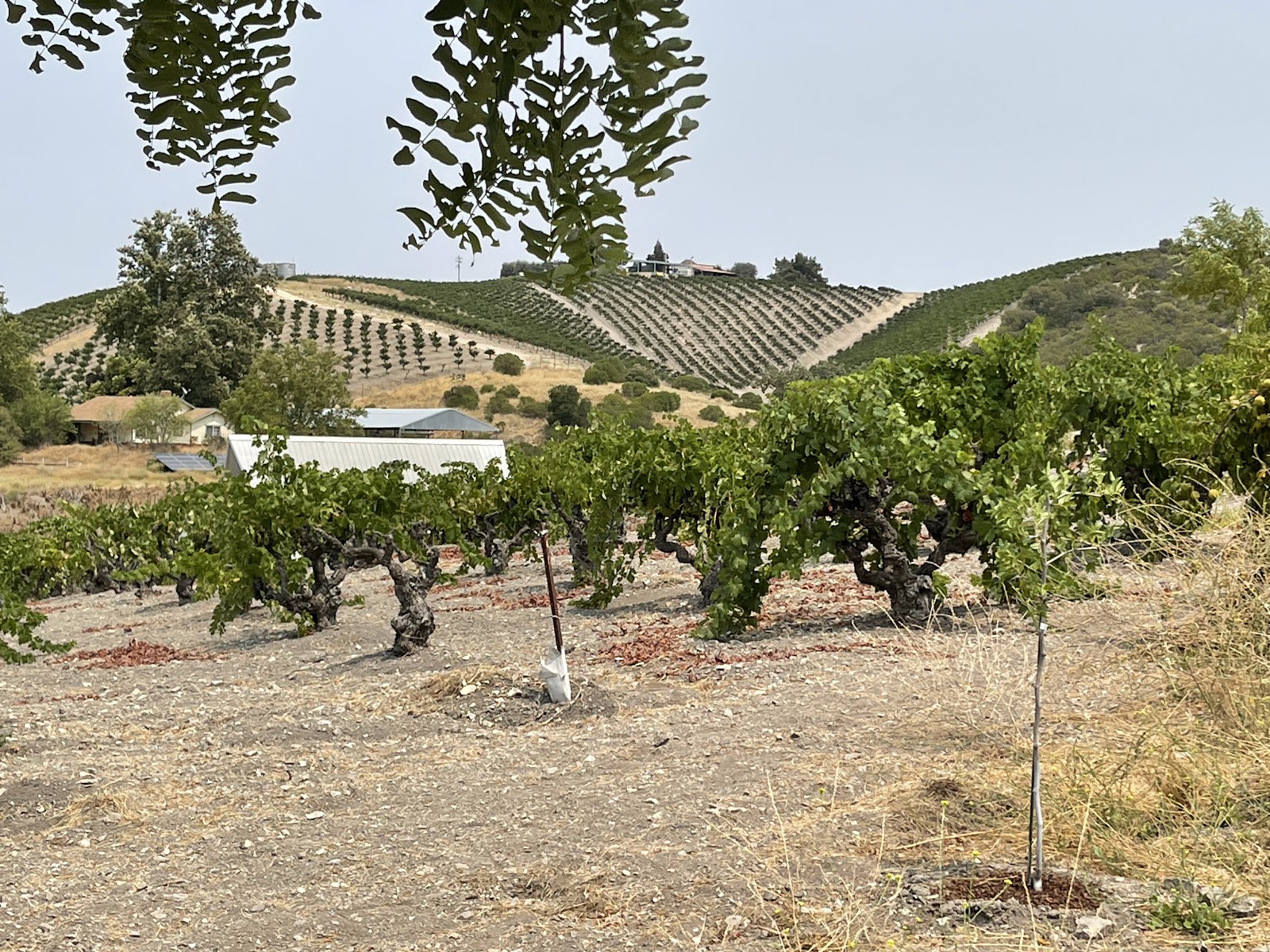 Turley Wine Cellars photo 6