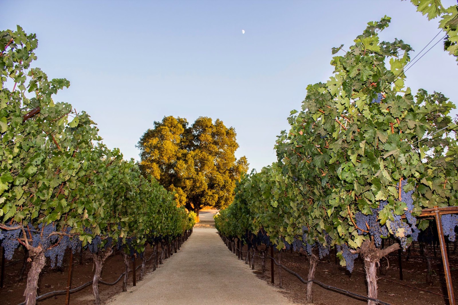 David Arthur Vineyards photo 4