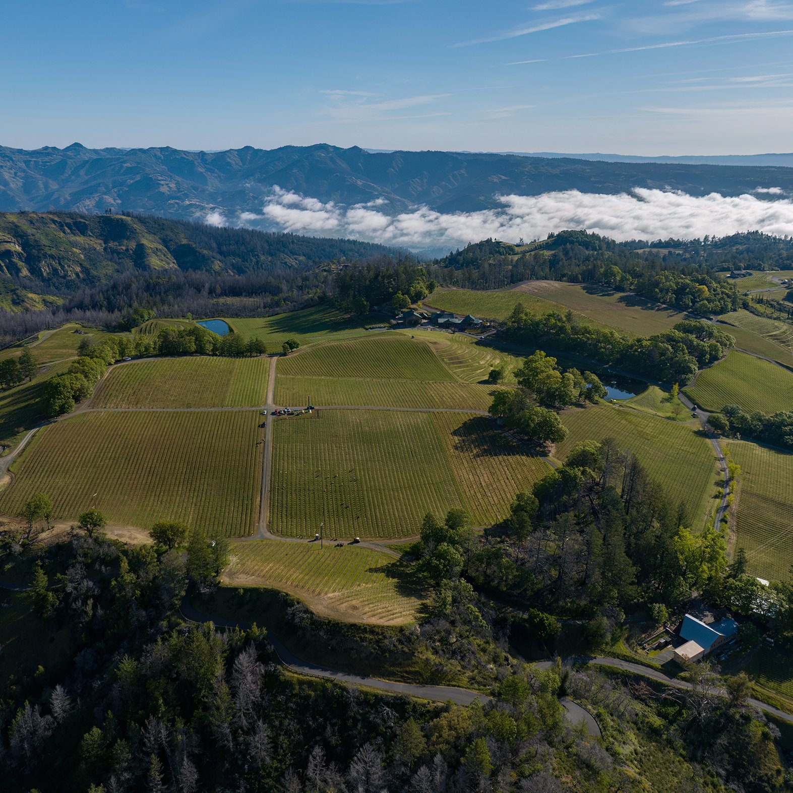 Pride Mountain Vineyards photo 8