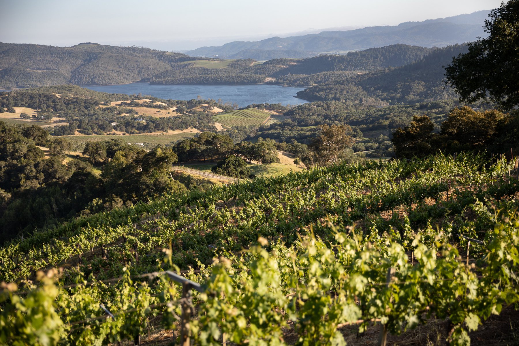 Amizetta Vineyards photo 1