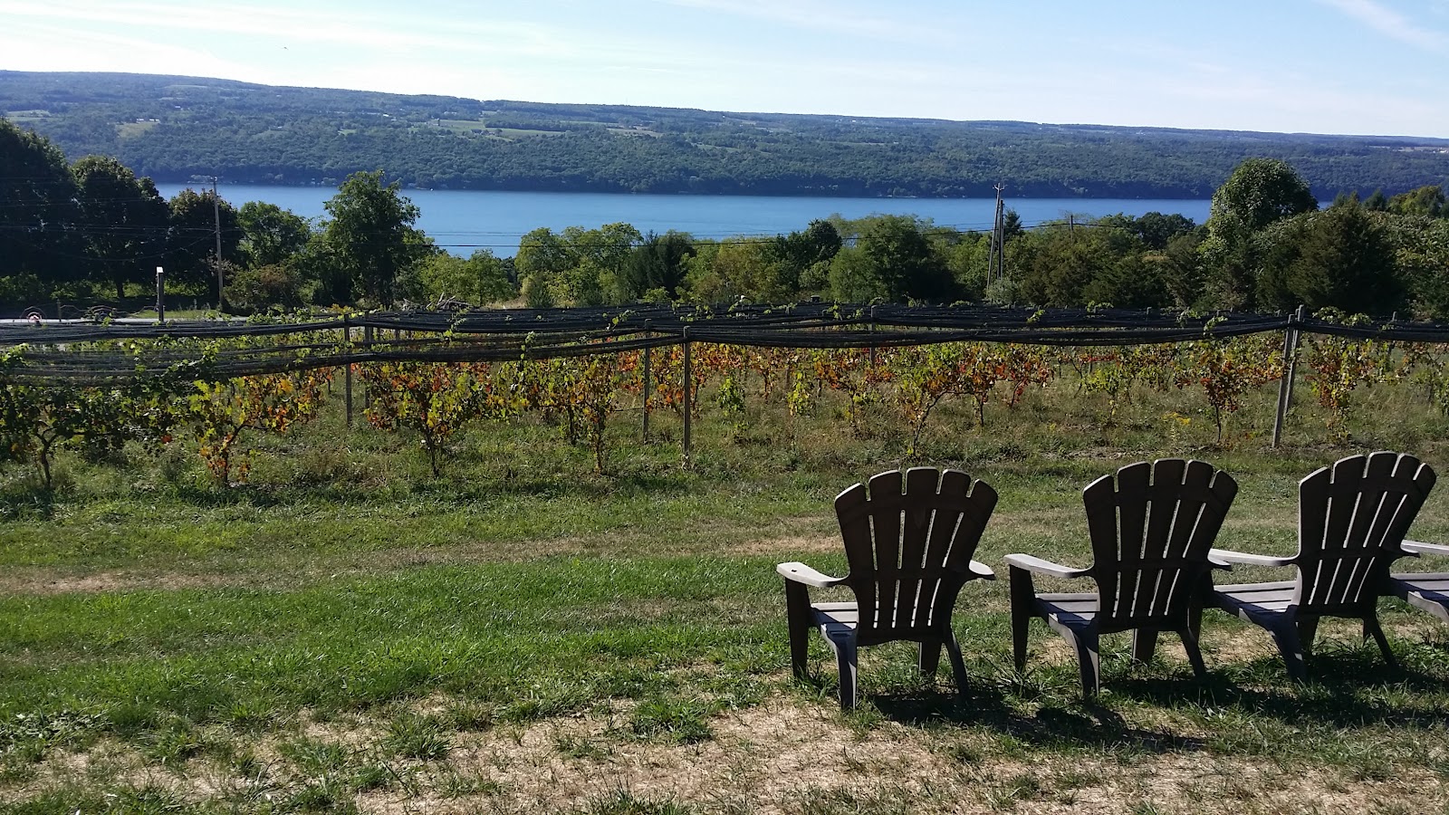Damiani Wine Cellars photo 1