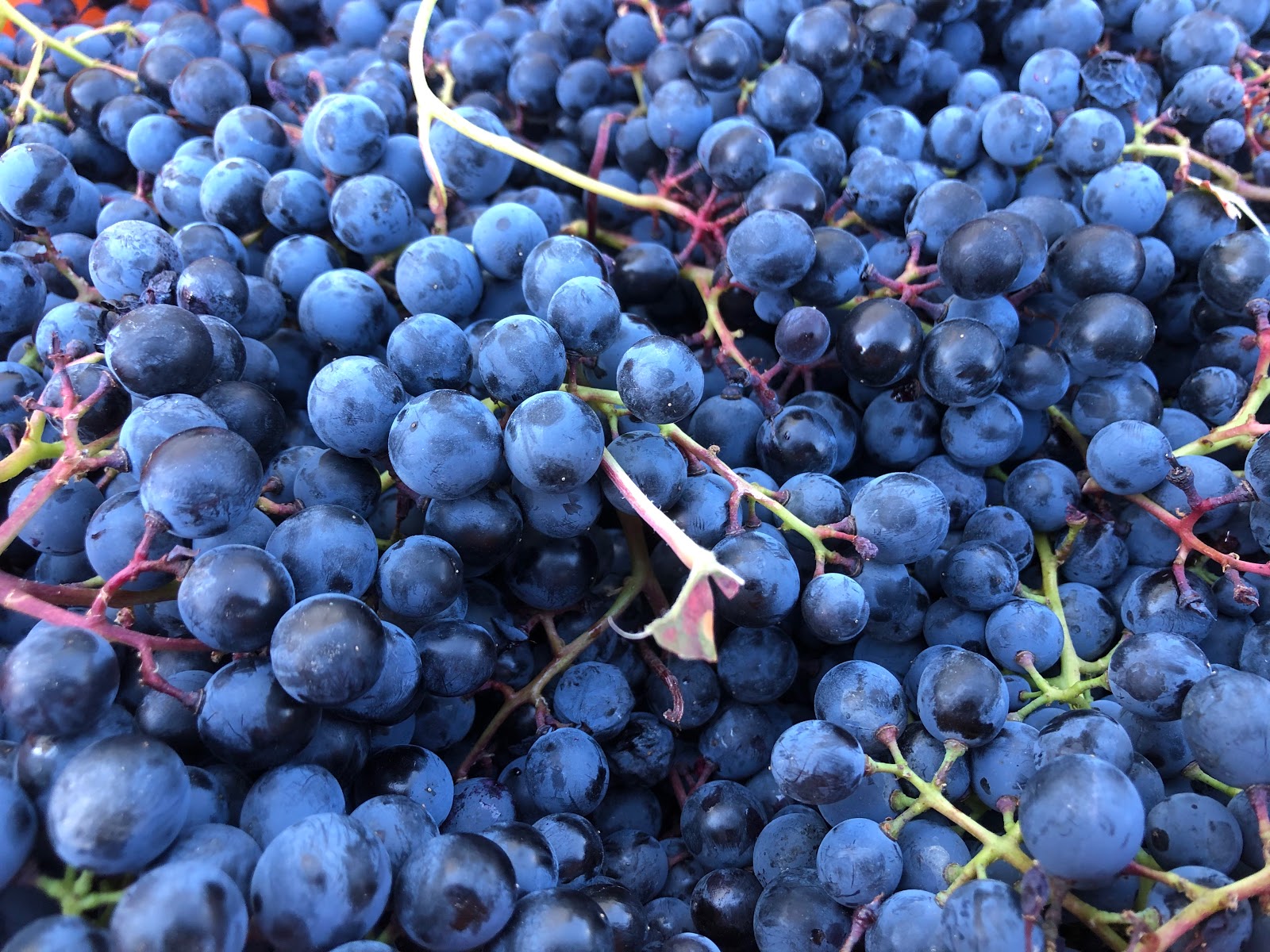 Azure Hill Winery photo 4