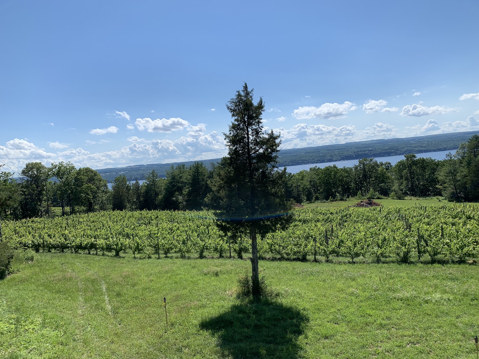 Silver Thread Vineyard & Winegarden photo 5