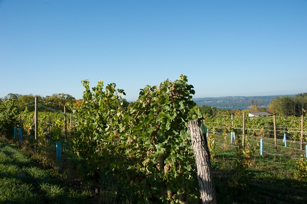 Silver Thread Vineyard & Winegarden photo 6