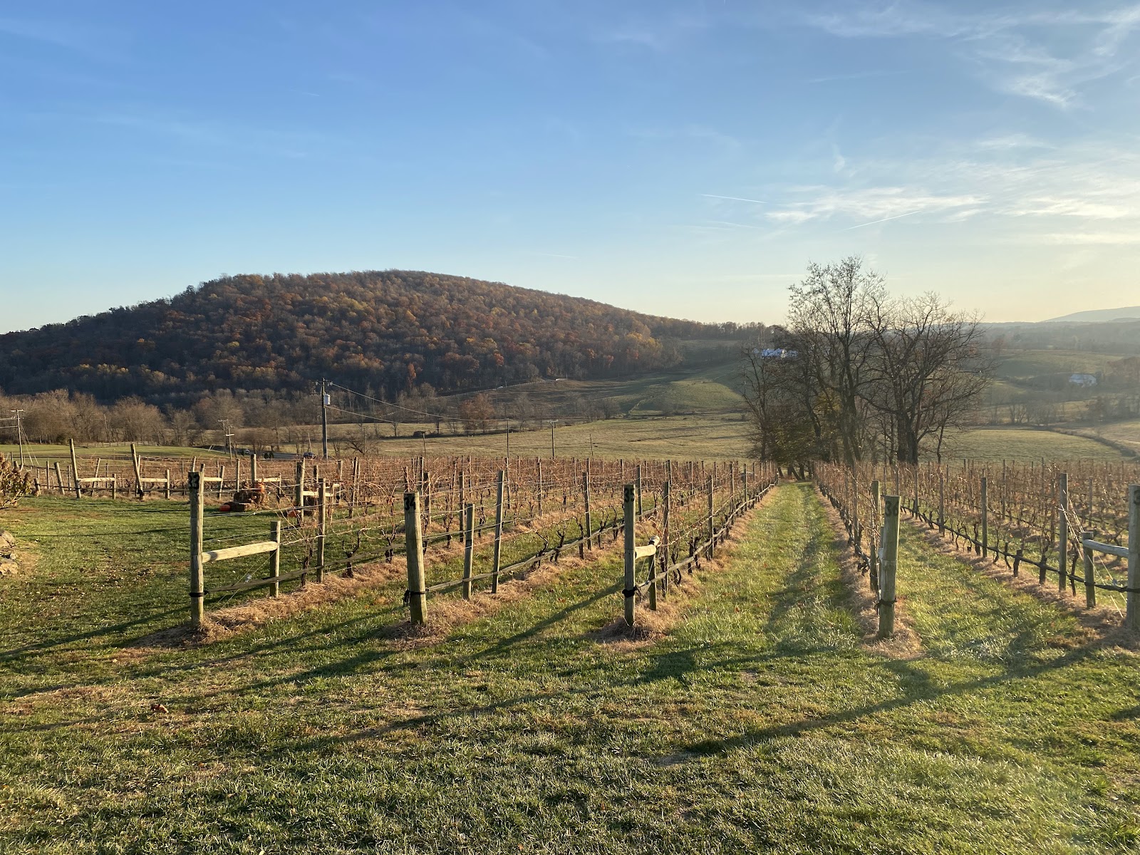 Hillsboro Winery photo 1