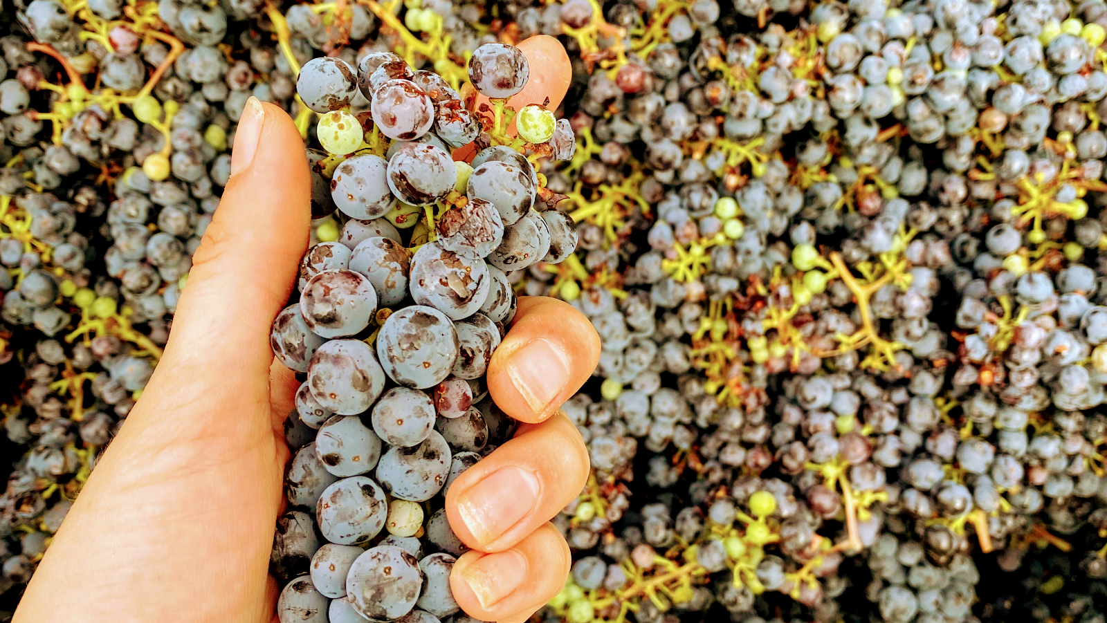 Stonemason Cellars photo 1