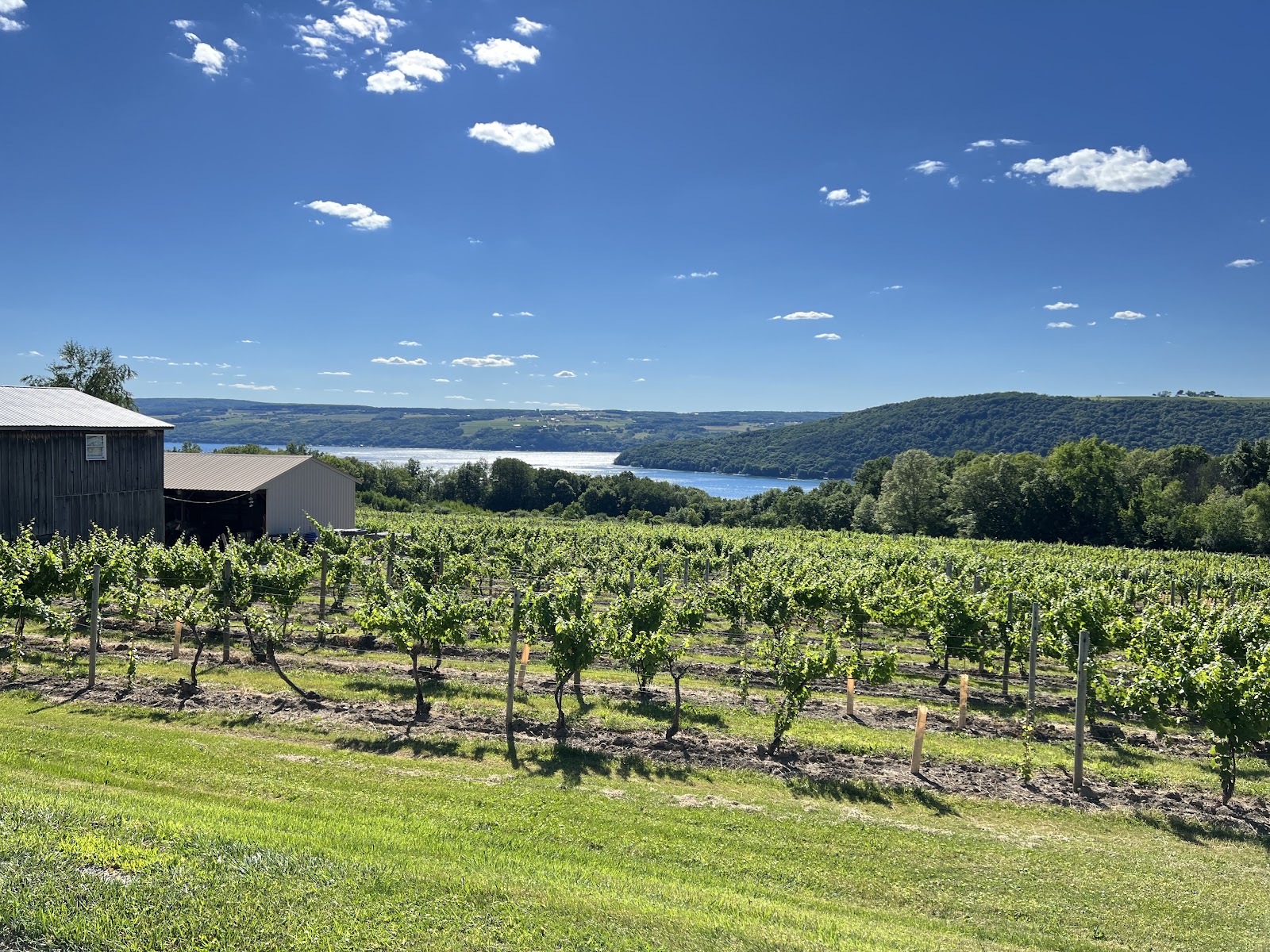 McGregor Vineyard photo 5
