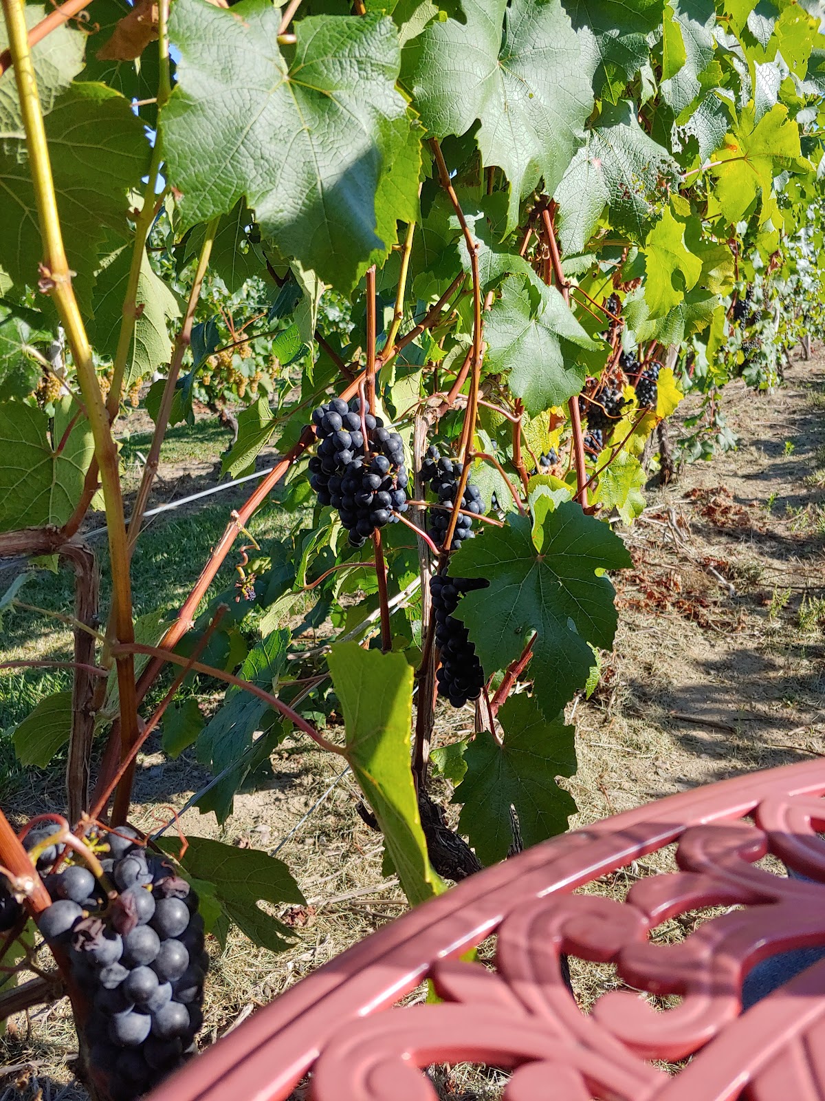 Magnus Ridge Winery photo 5
