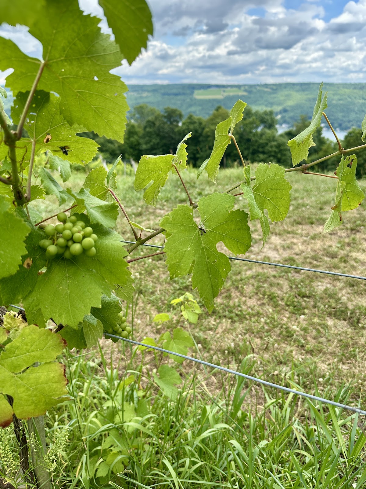 Keuka Lake Vineyards photo 6