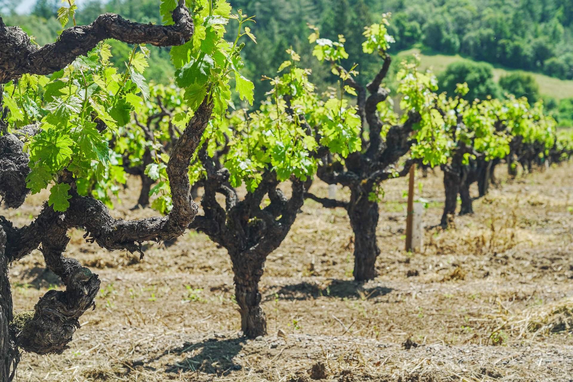 Williamson Wines Yoakim Bridge Estate photo 5