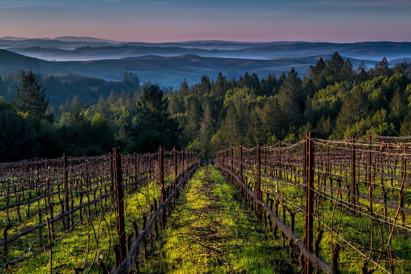 Flanagan Wines photo 4