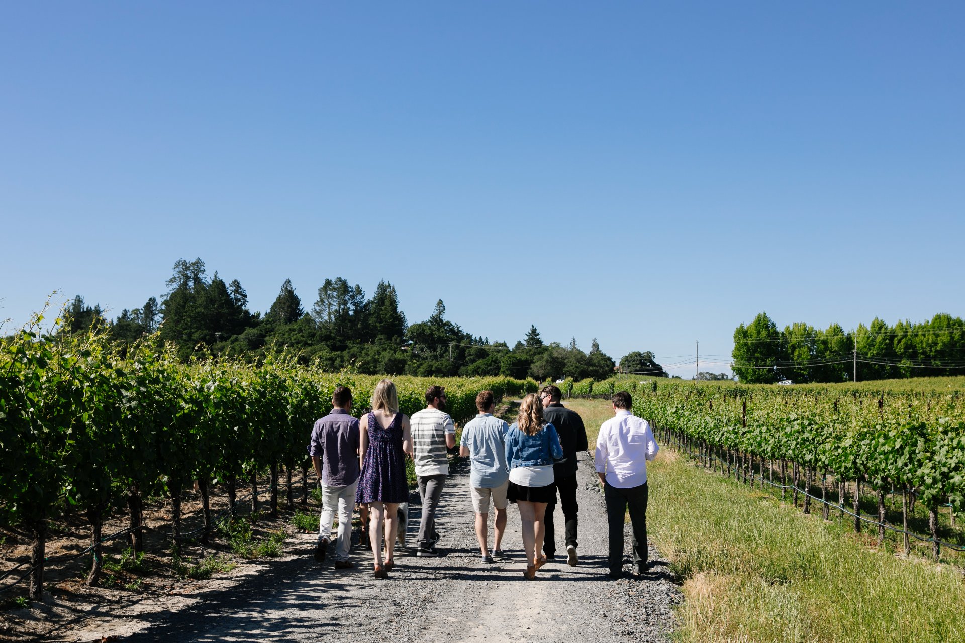 Emeritus Vineyards photo 7