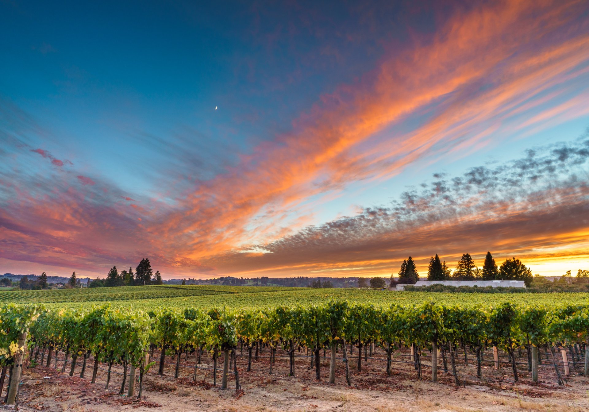 Emeritus Vineyards photo 9