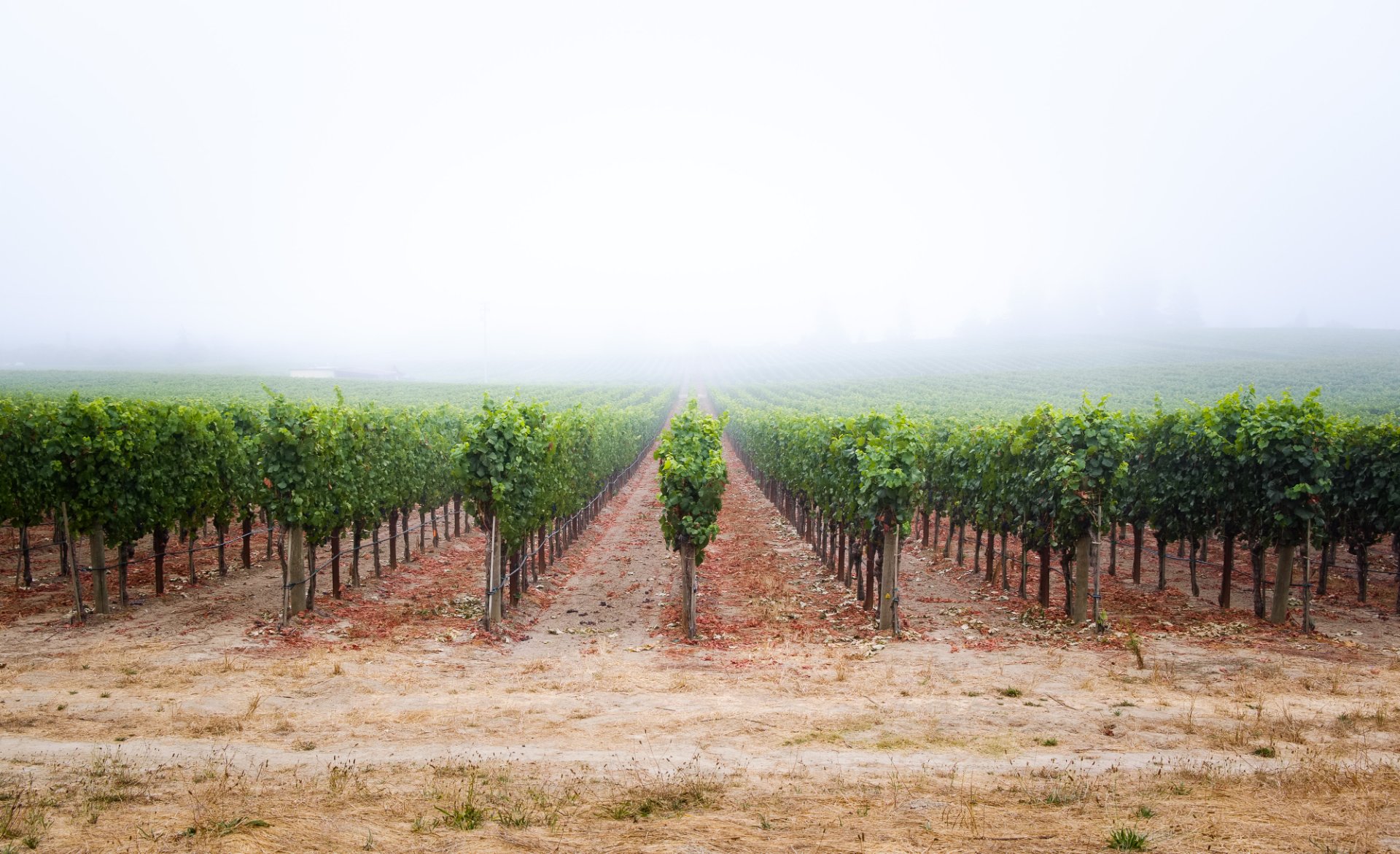 Emeritus Vineyards photo 10