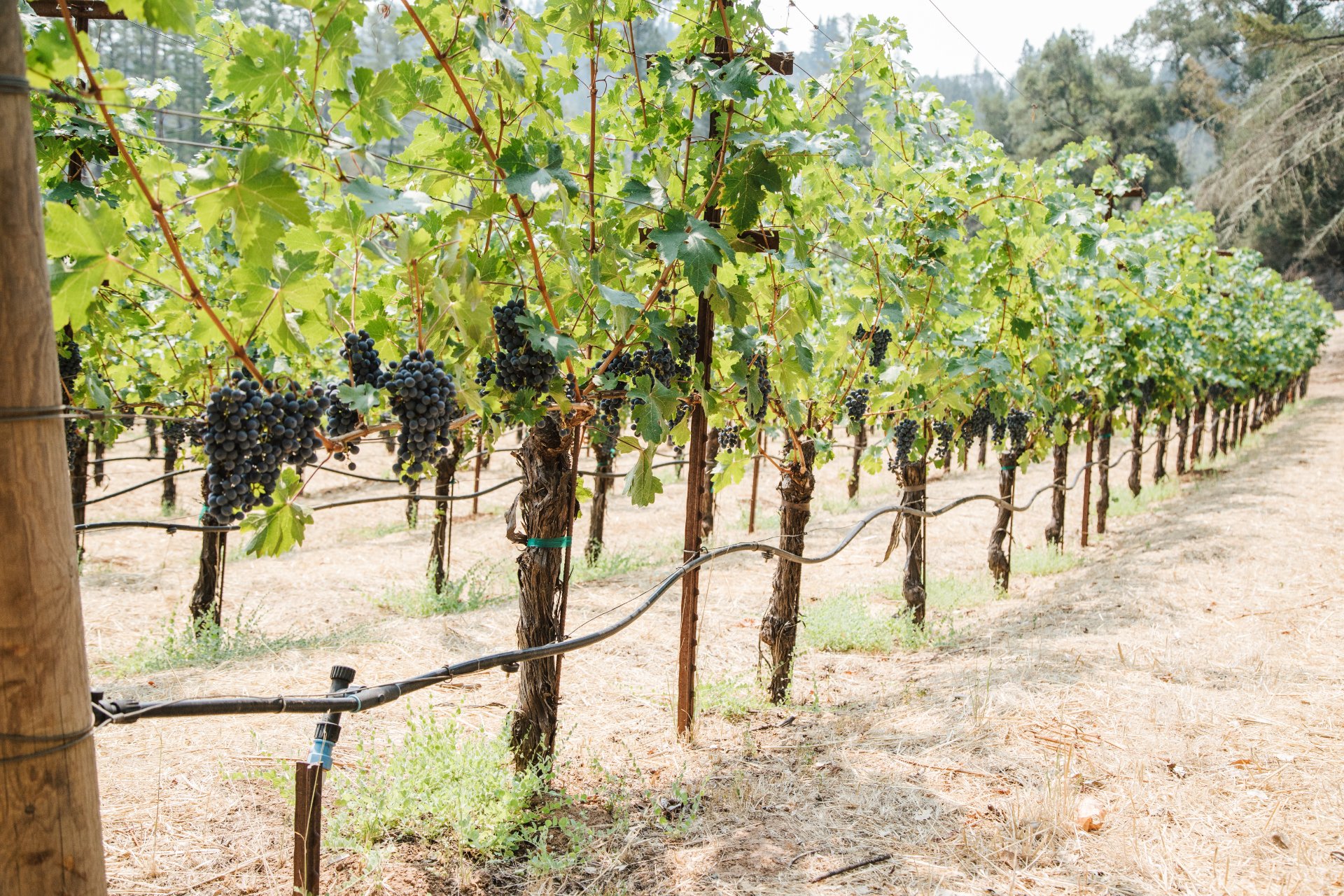 Tom Eddy Winery photo 1