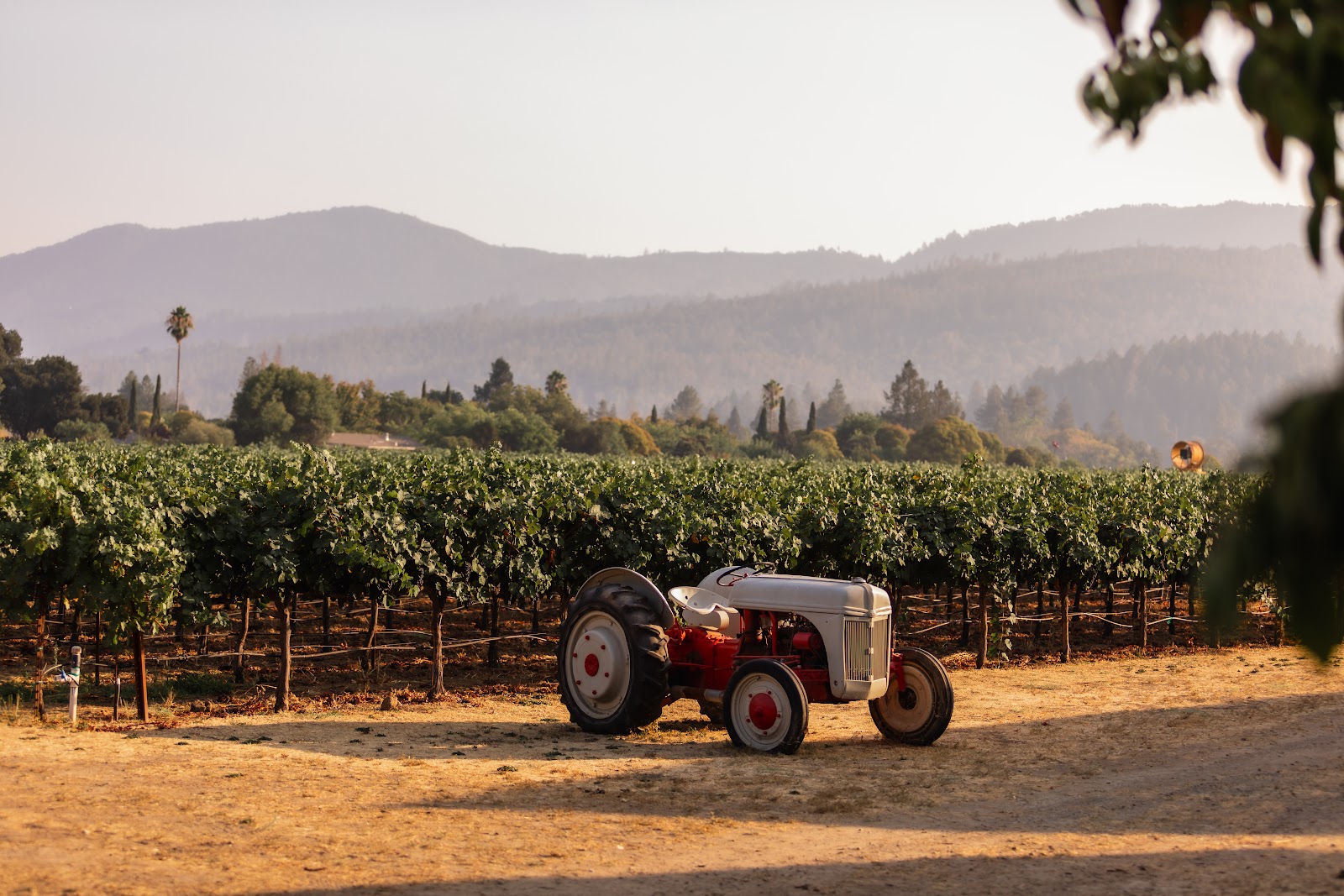 Salvestrin Winery photo 1