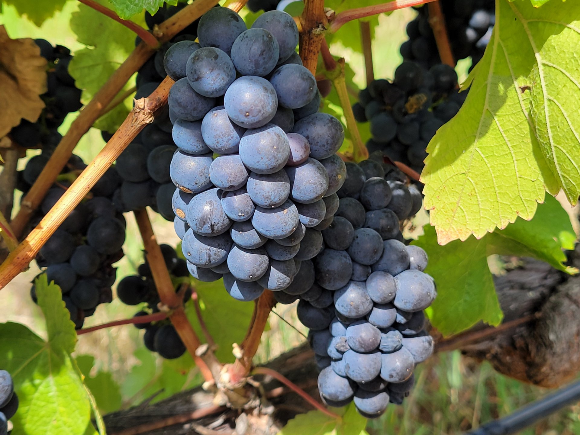 Char Vale Vineyards and Winery photo 6