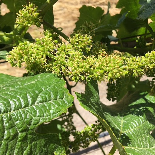 Char Vale Vineyards and Winery photo 9