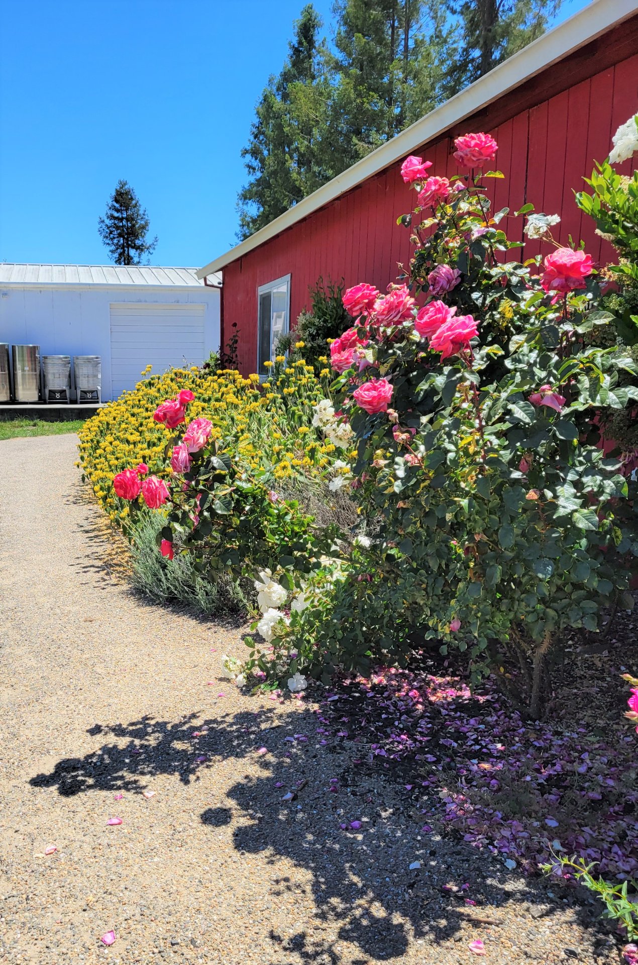 Char Vale Vineyards and Winery photo 10