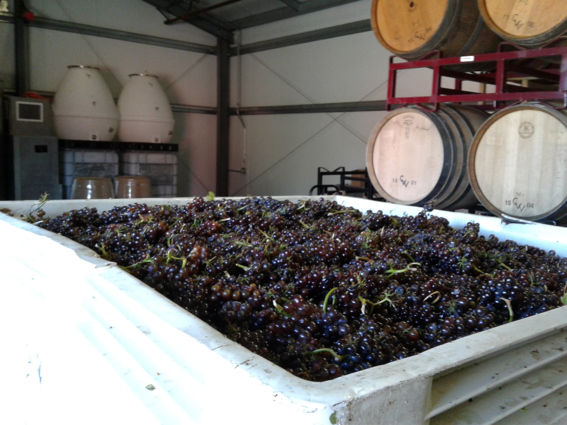 Char Vale Vineyards and Winery photo 11