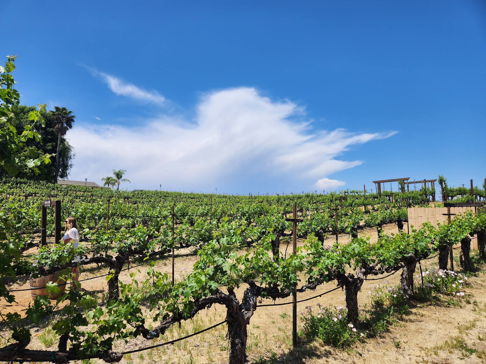 Wilson Creek Winery photo 6