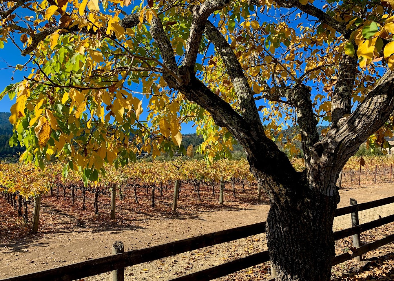 Spottswoode Estate Vineyard photo 1