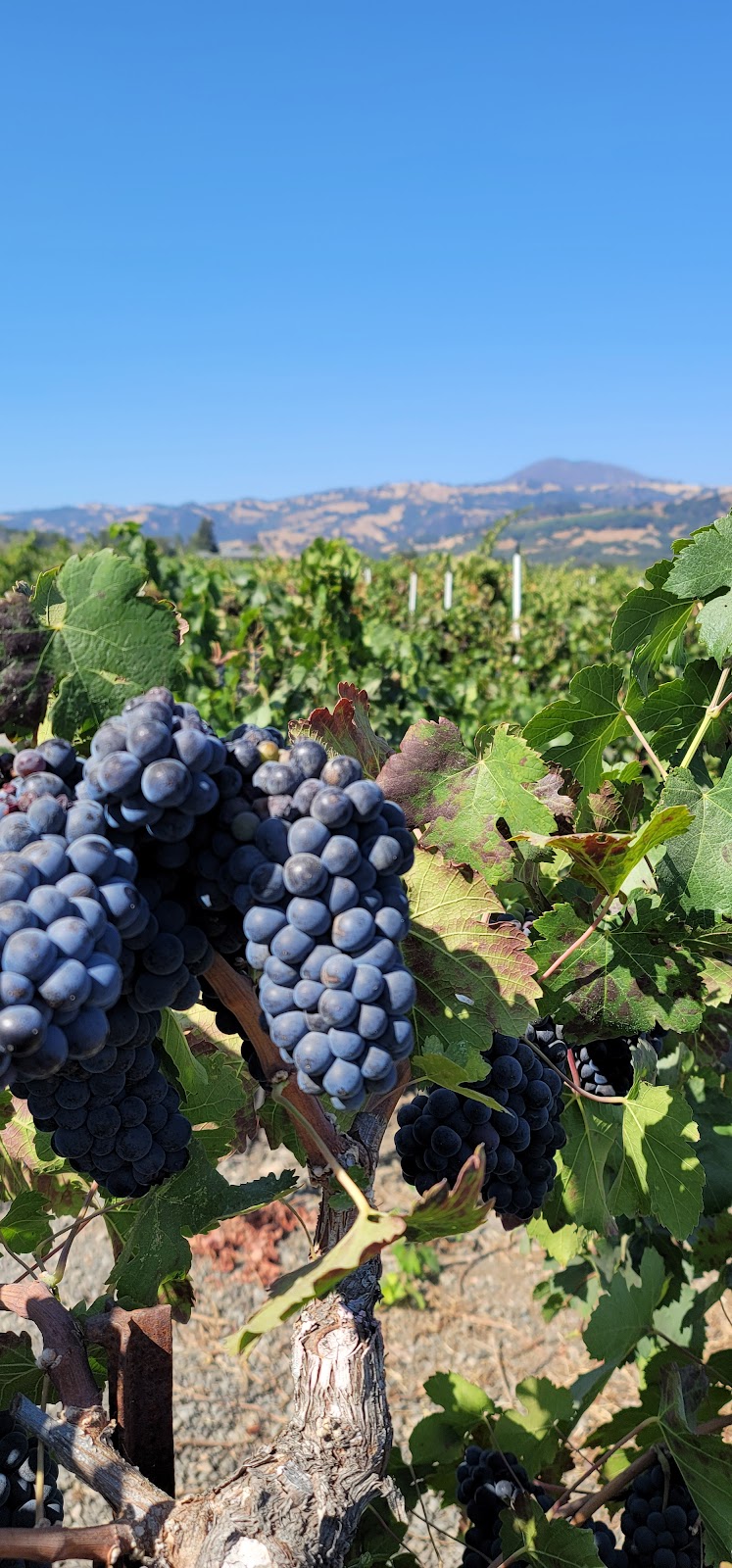 Trentadue Winery photo 5