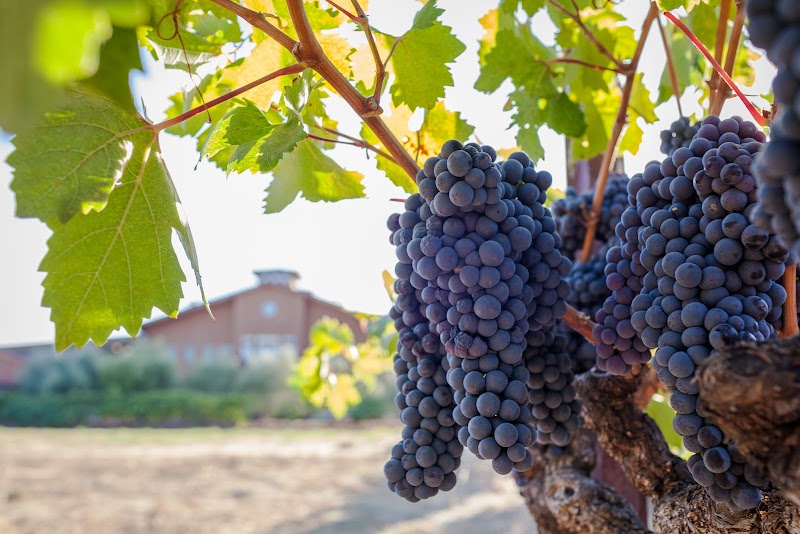 Robert Biale Vineyards photo 5