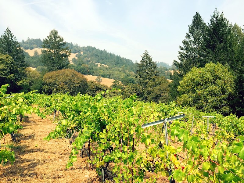Fogline Vineyards photo 1