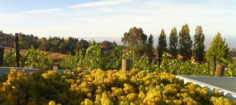 Fogline Vineyards photo 5