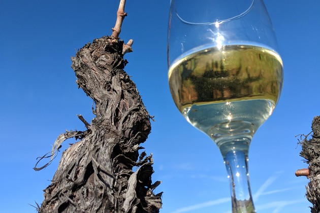 Bee Hunter Wine | Anderson Valley Winery and Tasting Room photo 4