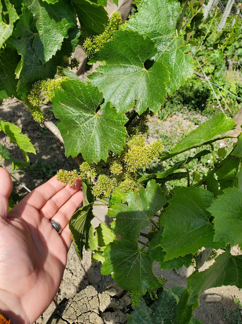 McKenzie-Mueller Winery photo 5