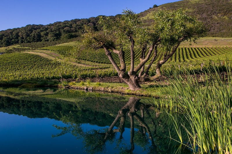 Schug Winery photo 1