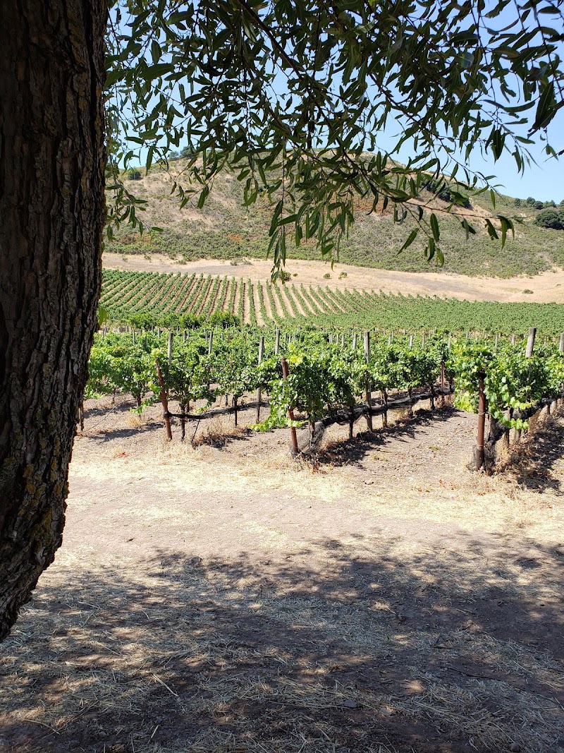 Schug Winery photo 4