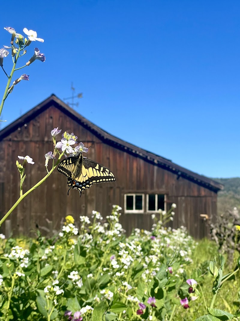 Capo Creek Winery photo 1