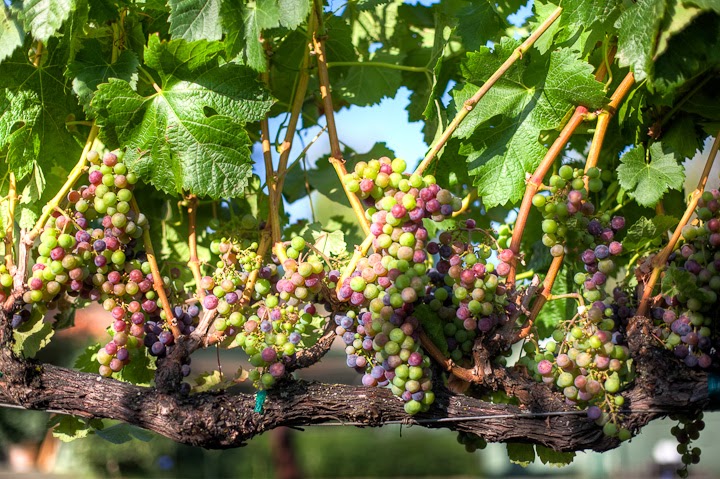 Mill Creek Vineyards & Winery photo 4