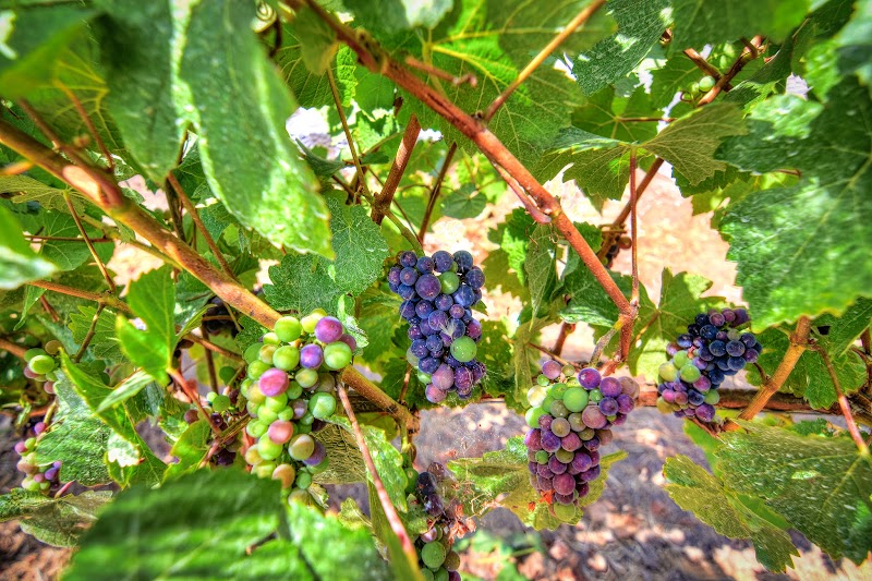 Roberts Ranch Vineyards photo 1
