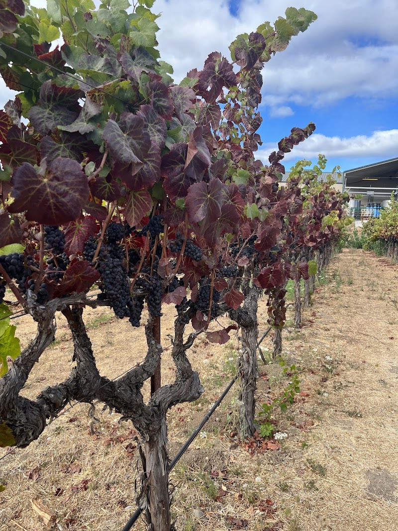 RuVango Winery photo 5