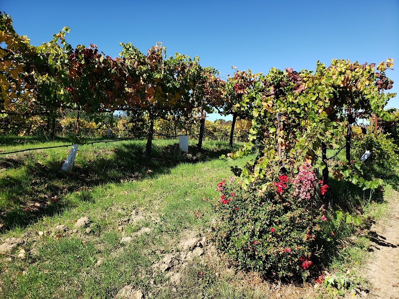 Martorana Family Winery photo 5