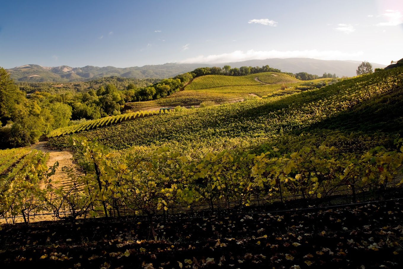Benziger Family Winery photo 1