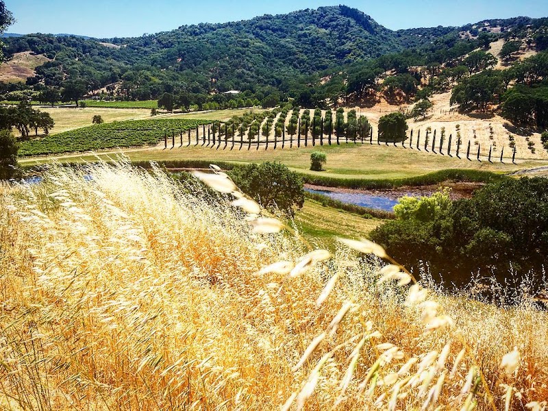 Saracina Vineyards photo 1