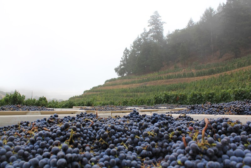 Pine Ridge Vineyards photo 1