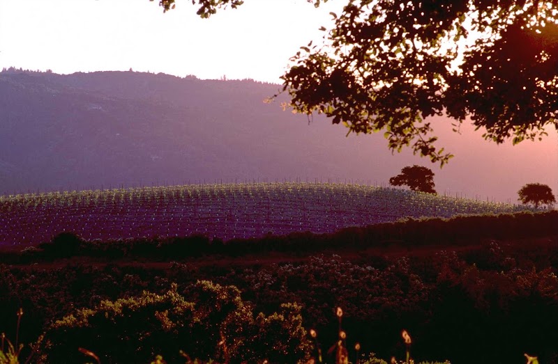 Mount Eden Vineyards photo 1