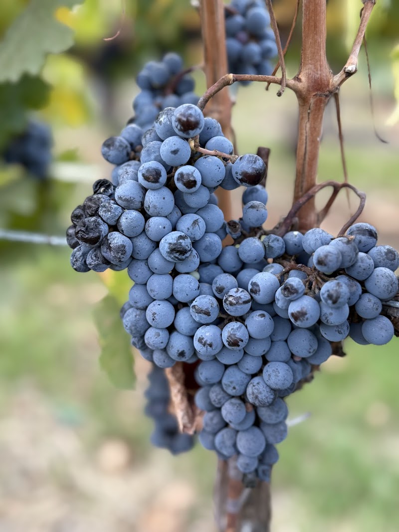 Parrish Family Vineyard photo 4