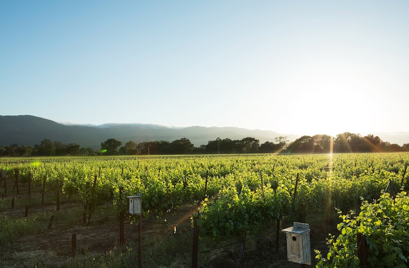 Honig Vineyard & Winery photo 5
