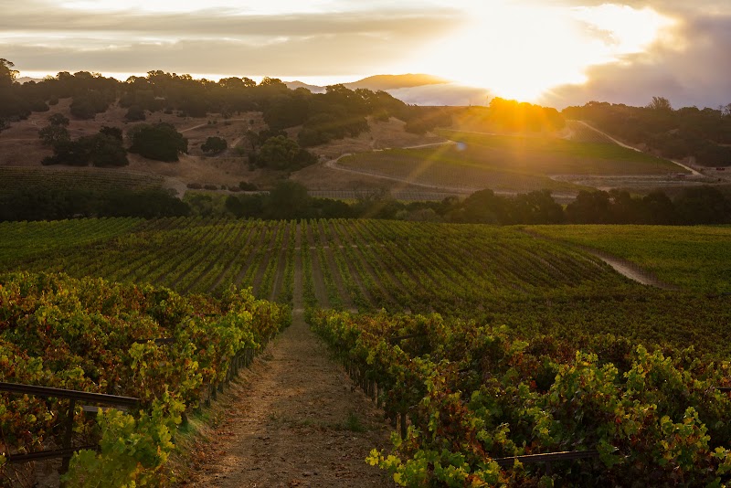 Hyde Vineyard Estate photo 4