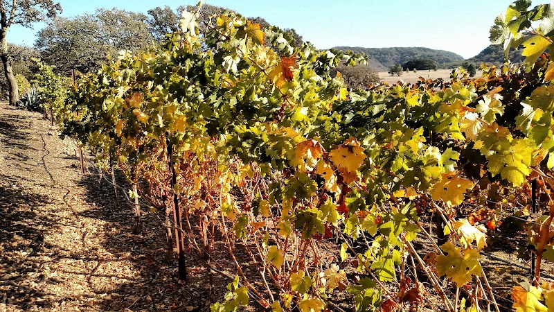 Black Cat Vineyard photo 4