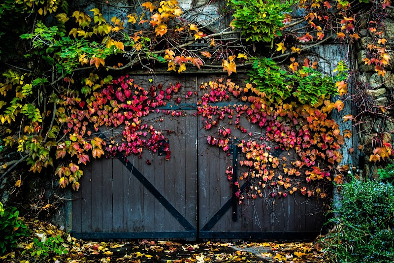 Hans Fahden Vineyards photo 1