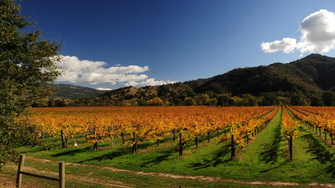 Nelson Family Vineyards photo 1