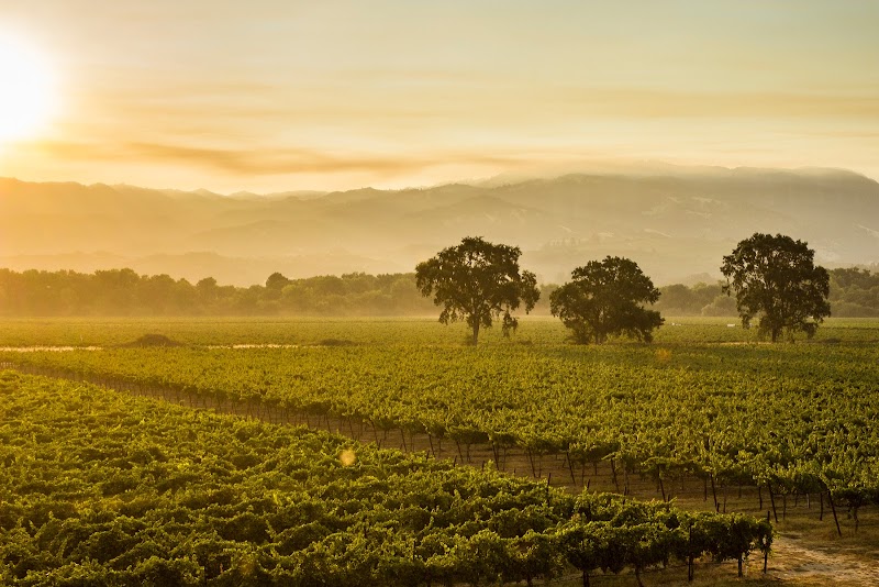 RIVINO Winery photo 1
